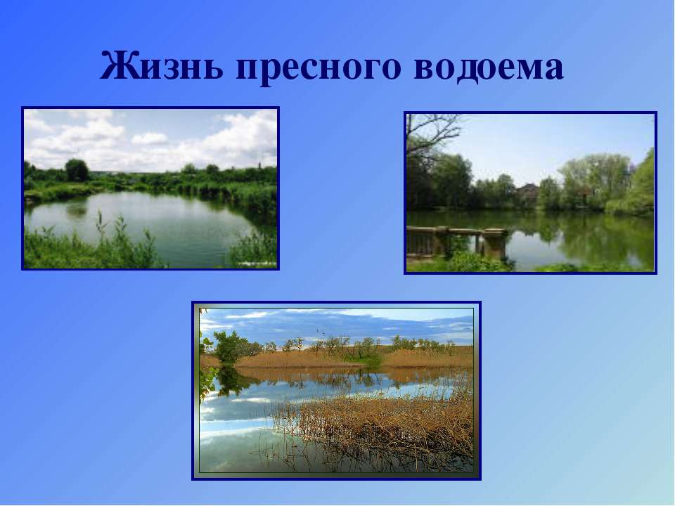 Жизнь пресного водоема  - Скачать презентации бесплатно | Читать или скачать учебники для школы онлайн бесплатно ☑ Школьные учебники school-textbook.com