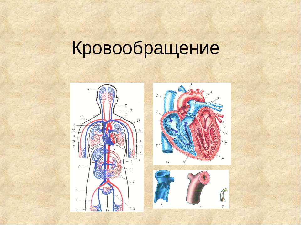 Кровообращение - Скачать презентации бесплатно ☑ Презентации по предметам на gdz-books.ru