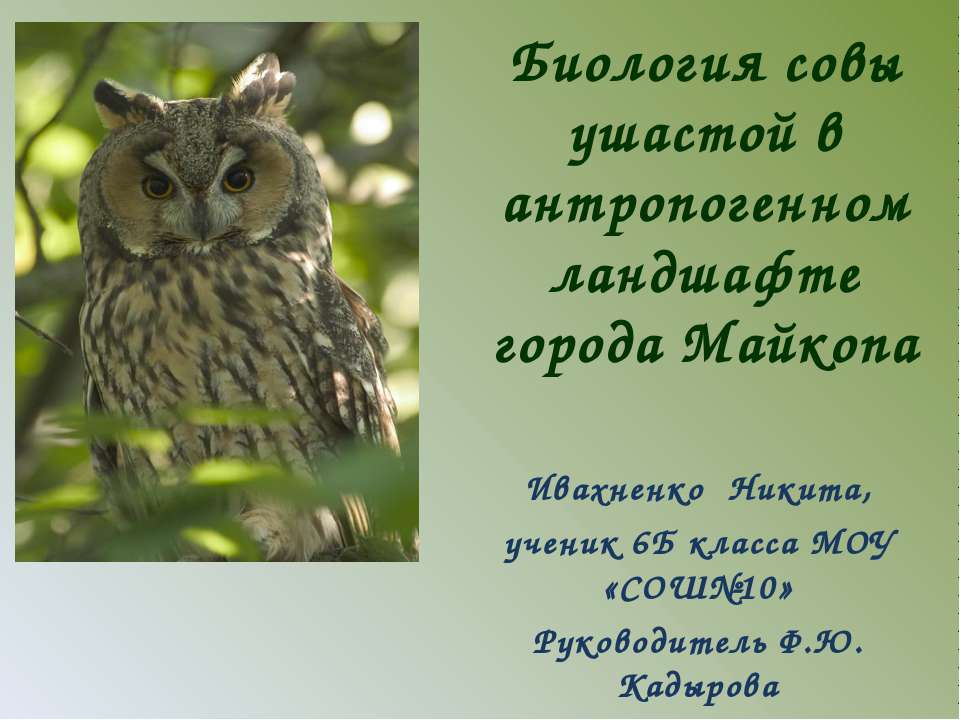 Биология совы ушастой в антропогенном ландшафте города Майкопа - Скачать презентации бесплатно ☑ Презентации по предметам на gdz-books.ru