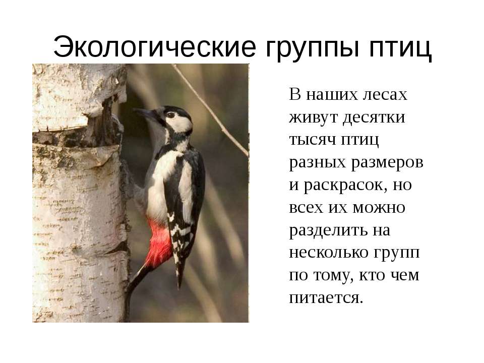 Экологические группы птиц  - Скачать презентации бесплатно | Читать или скачать учебники для школы онлайн бесплатно ☑ Школьные учебники school-textbook.com