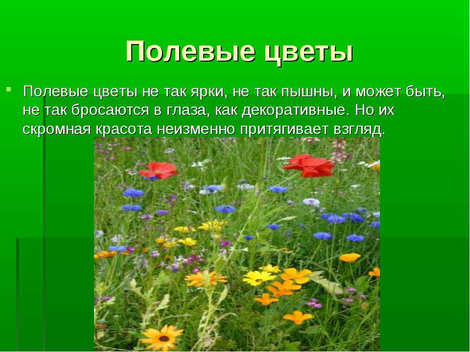 Полевые цветы  - Скачать презентации бесплатно | Читать или скачать учебники для школы онлайн бесплатно ☑ Школьные учебники school-textbook.com