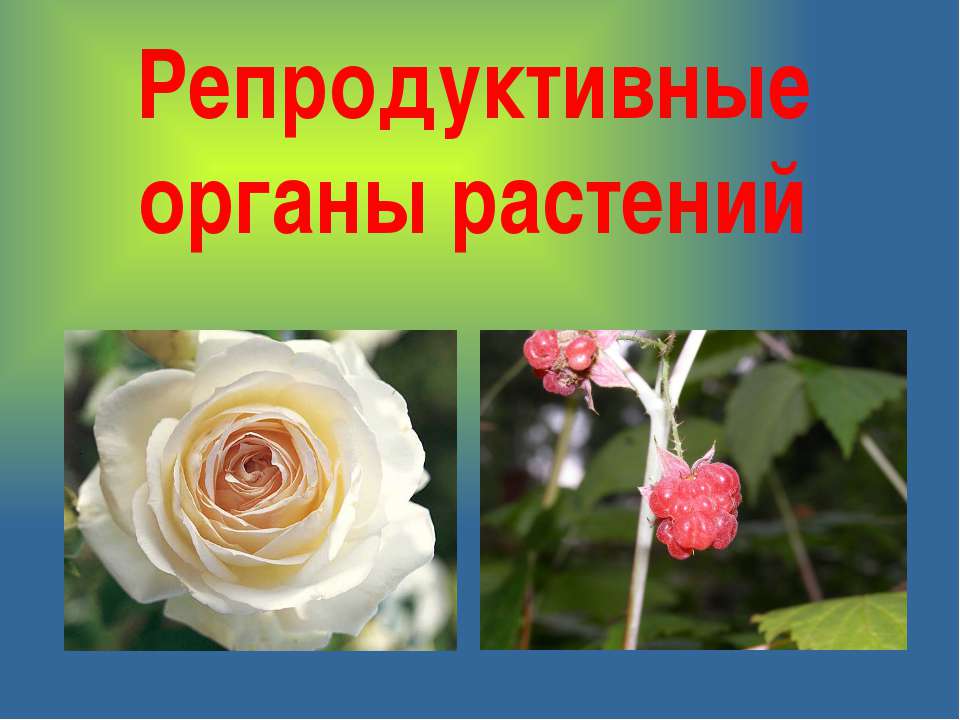 Репродуктивные органы растений  - Скачать презентации бесплатно | Читать или скачать учебники для школы онлайн бесплатно ☑ Школьные учебники school-textbook.com