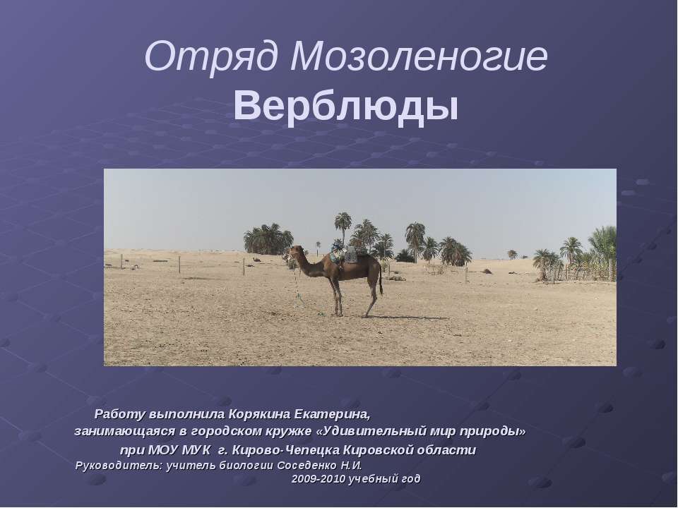 Отряд Мозоленогие. Верблюды - Скачать презентации бесплатно ☑ Презентации по предметам на gdz-books.ru