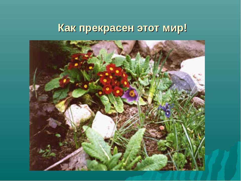 Как прекрасен этот мир!  - Скачать презентации бесплатно | Читать или скачать учебники для школы онлайн бесплатно ☑ Школьные учебники school-textbook.com
