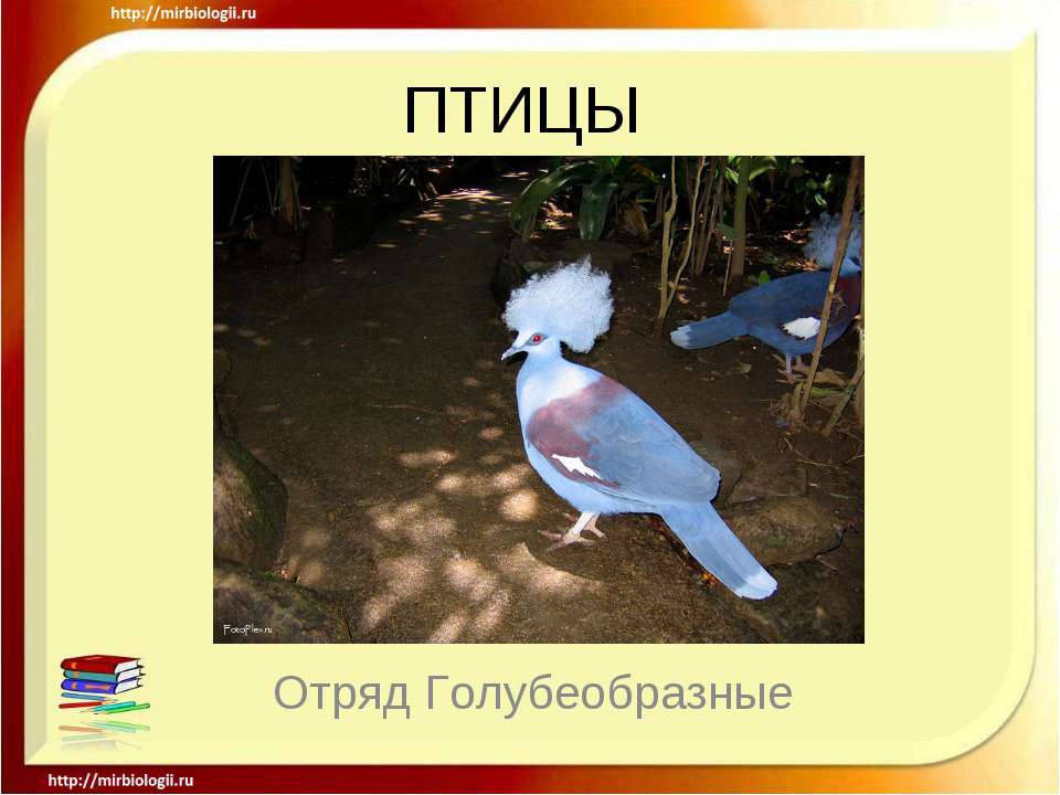 Птицы Отряд Голубеобразные  - Скачать презентации бесплатно | Читать или скачать учебники для школы онлайн бесплатно ☑ Школьные учебники school-textbook.com