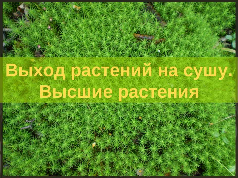 Выход растений на сушу. Высшие растения - Скачать презентации бесплатно ☑ Презентации по предметам на gdz-books.ru