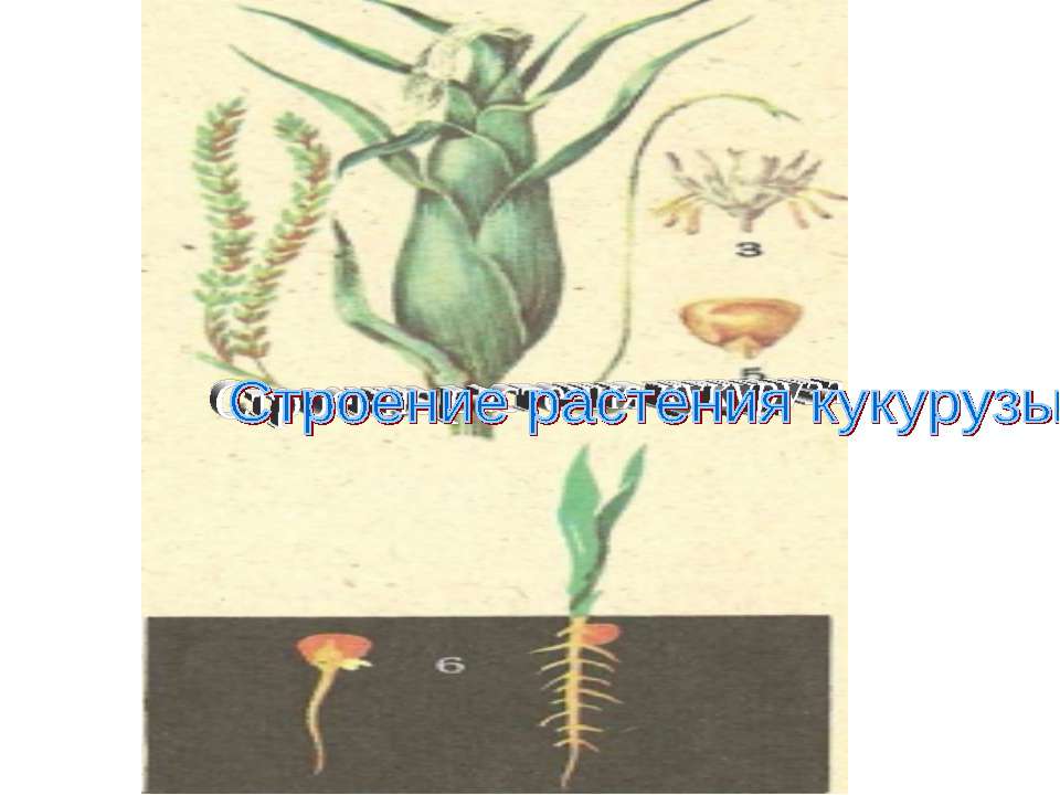 Строение растения кукурузы - Скачать презентации бесплатно ☑ Презентации по предметам на gdz-books.ru