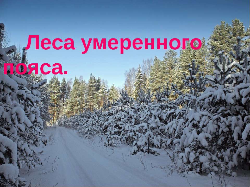 Леса умеренного пояса  - Скачать презентации бесплатно | Читать или скачать учебники для школы онлайн бесплатно ☑ Школьные учебники school-textbook.com