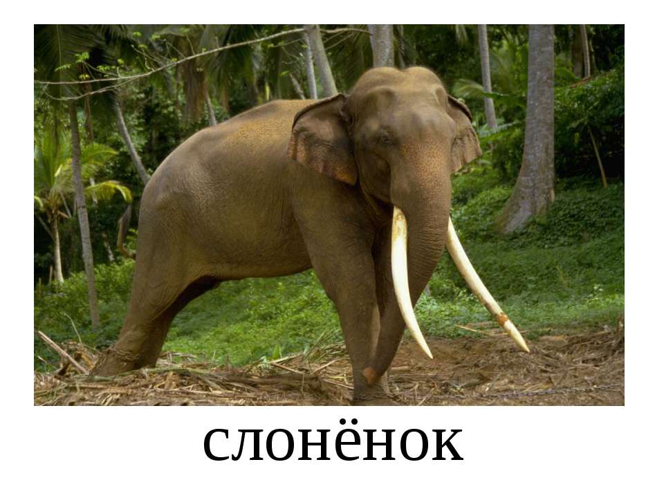 Мамы и детеныши  - Скачать презентации бесплатно | Читать или скачать учебники для школы онлайн бесплатно ☑ Школьные учебники school-textbook.com