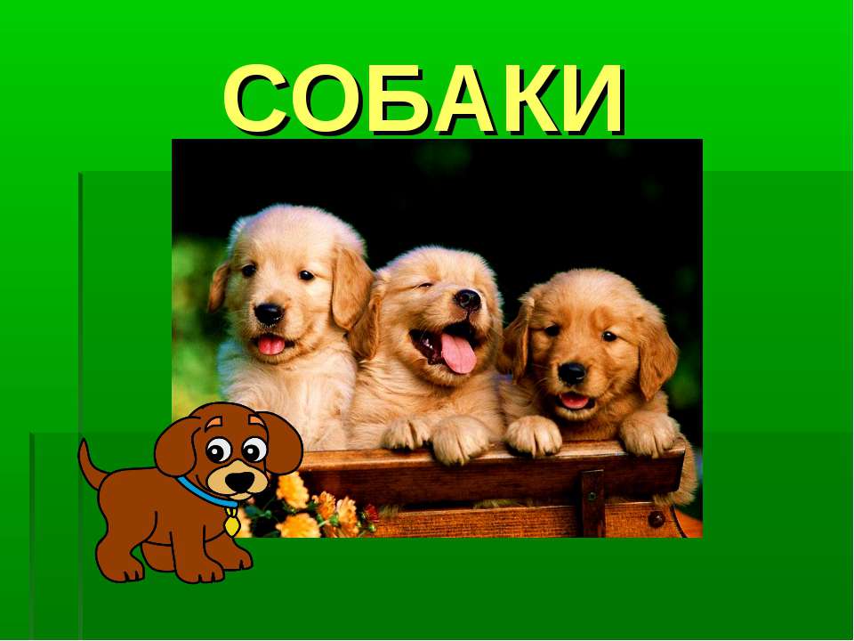 Собаки - Скачать презентации бесплатно ☑ Презентации по предметам на gdz-books.ru