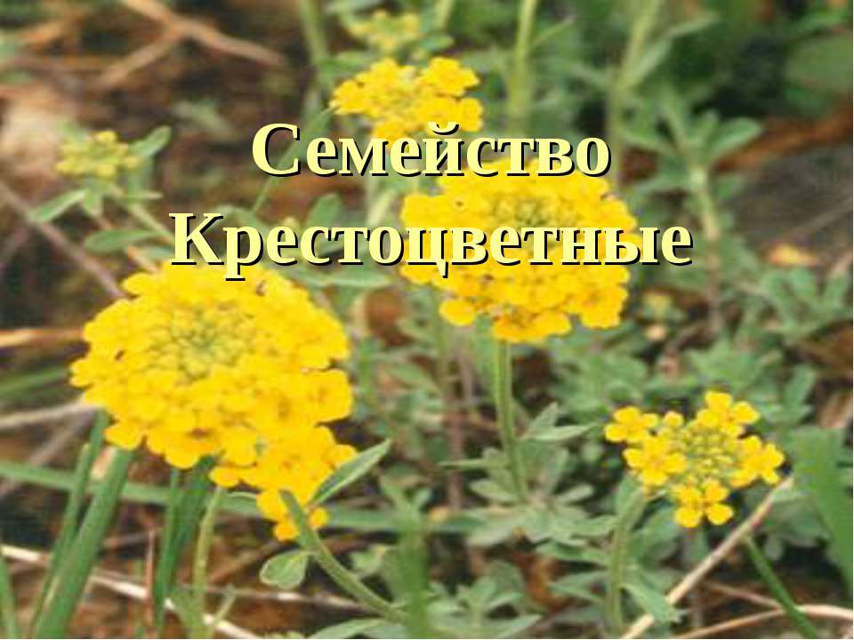 Семейство крестоцветные  - Скачать презентации бесплатно | Читать или скачать учебники для школы онлайн бесплатно ☑ Школьные учебники school-textbook.com