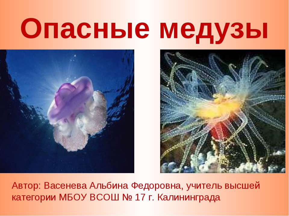 Опасные медузы - Скачать презентации бесплатно ☑ Презентации по предметам на gdz-books.ru