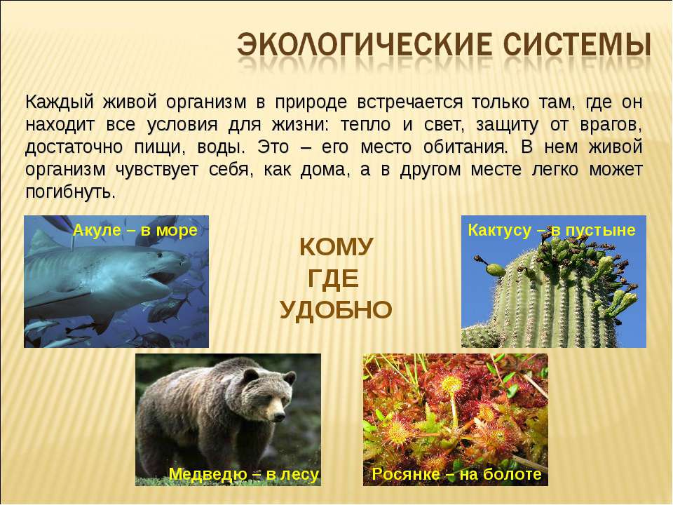 Экологические системы  - Скачать презентации бесплатно | Читать или скачать учебники для школы онлайн бесплатно ☑ Школьные учебники school-textbook.com