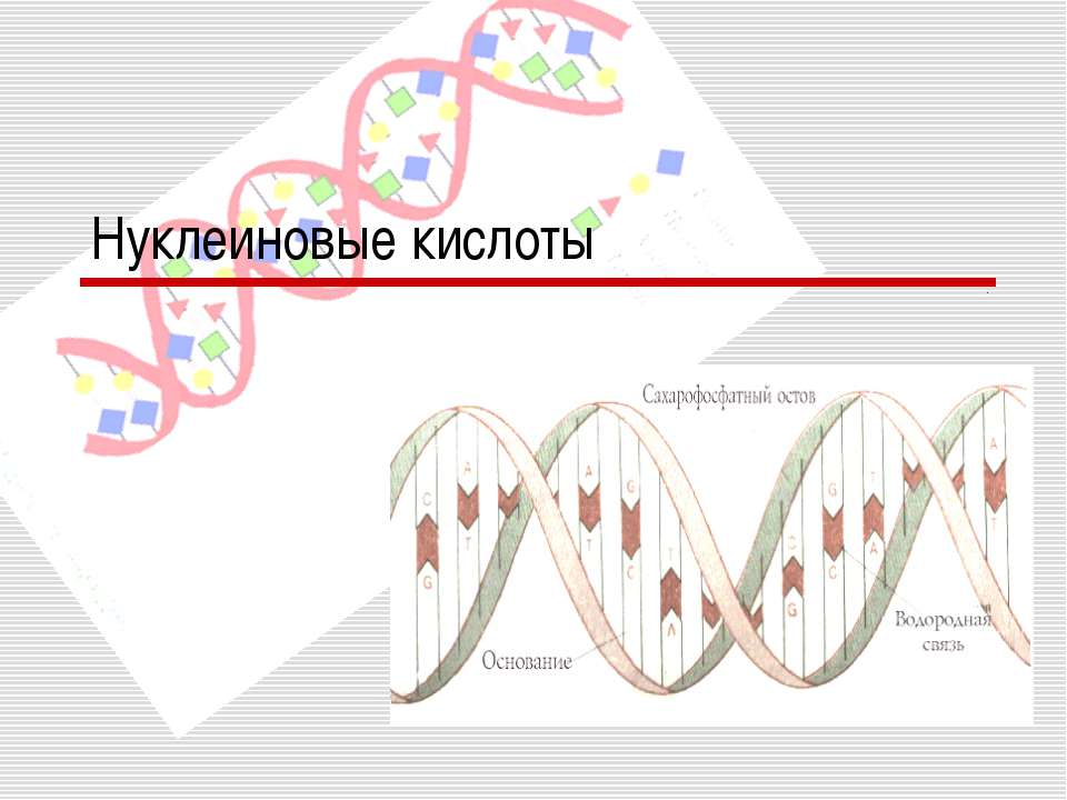 Нуклеиновые кислоты  - Скачать презентации бесплатно | Читать или скачать учебники для школы онлайн бесплатно ☑ Школьные учебники school-textbook.com