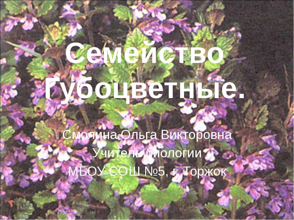 Семейство Губоцветные  - Скачать презентации бесплатно | Читать или скачать учебники для школы онлайн бесплатно ☑ Школьные учебники school-textbook.com