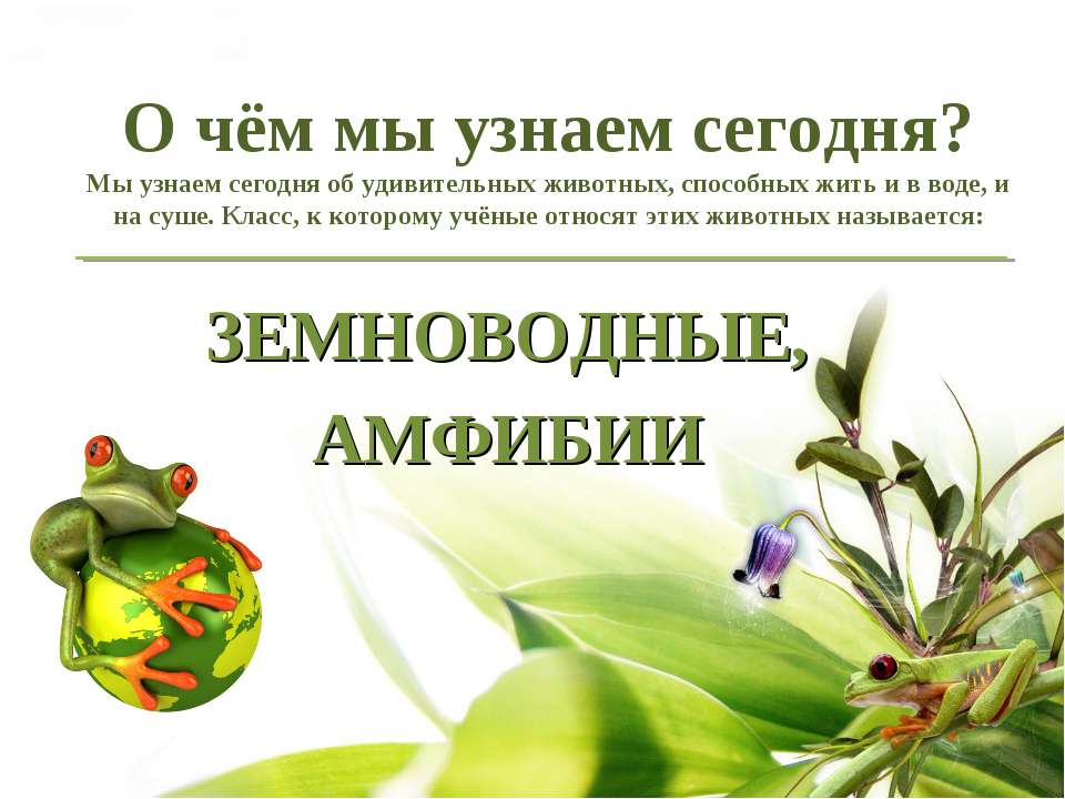 Общая характеристика класса Земноводные (Амфибии)  - Скачать презентации бесплатно | Читать или скачать учебники для школы онлайн бесплатно ☑ Школьные учебники school-textbook.com