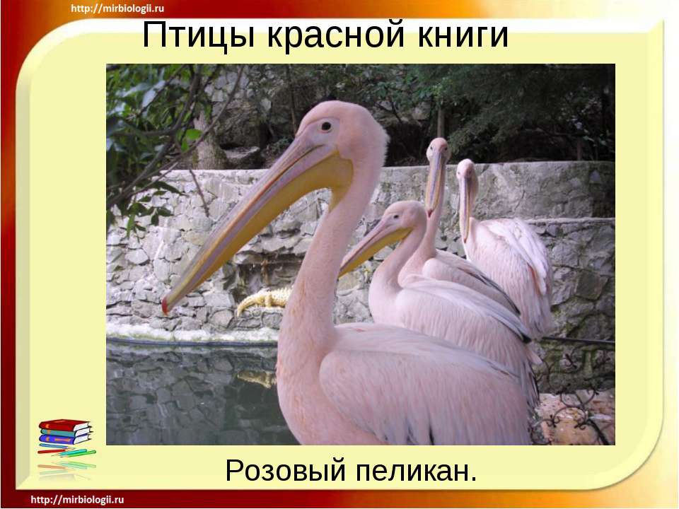 Птицы красной книги  - Скачать презентации бесплатно | Читать или скачать учебники для школы онлайн бесплатно ☑ Школьные учебники school-textbook.com