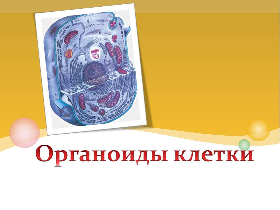 Органоиды клетки 9 класс  - Скачать презентации бесплатно | Читать или скачать учебники для школы онлайн бесплатно ☑ Школьные учебники school-textbook.com