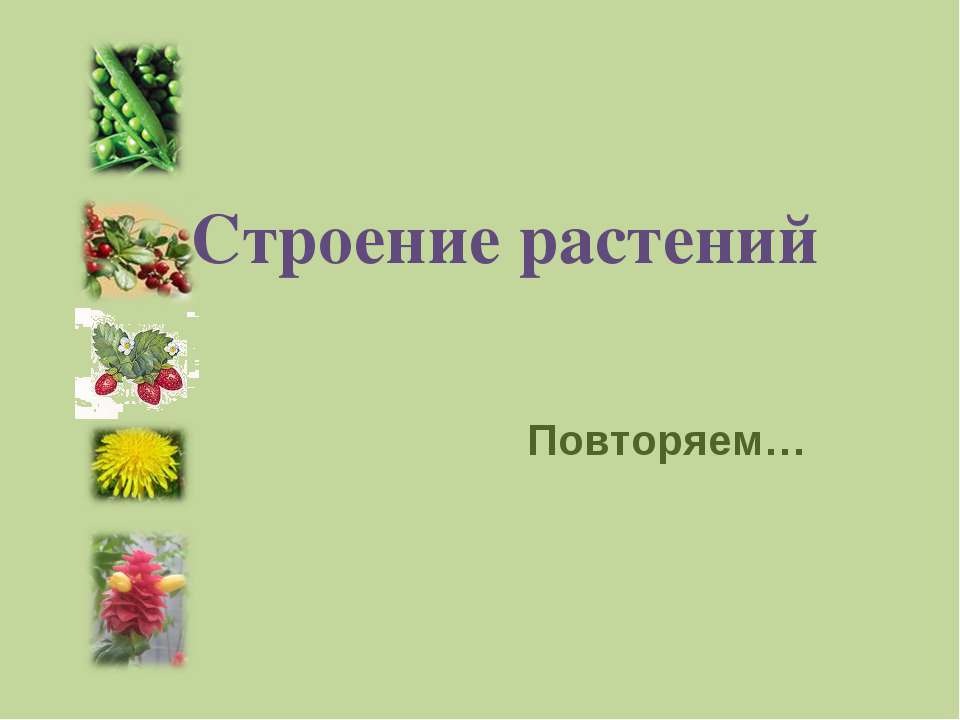 Строение растений  - Скачать презентации бесплатно | Читать или скачать учебники для школы онлайн бесплатно ☑ Школьные учебники school-textbook.com