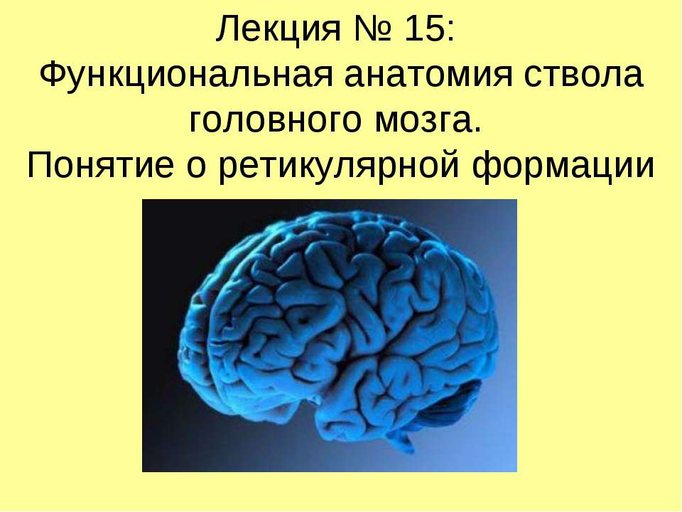 Функциональная анатомия ствола головного мозга. Понятие о ретикулярной формации  - Скачать презентации бесплатно | Читать или скачать учебники для школы онлайн бесплатно ☑ Школьные учебники school-textbook.com