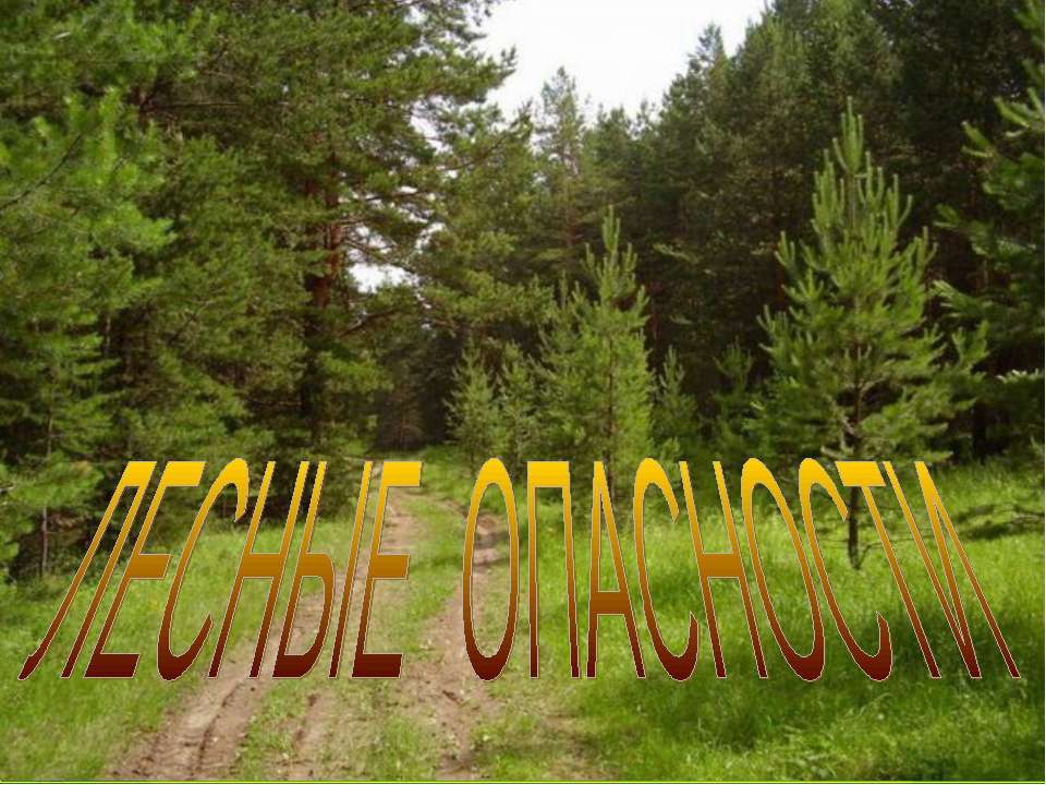 Лесные опасности  - Скачать презентации бесплатно | Читать или скачать учебники для школы онлайн бесплатно ☑ Школьные учебники school-textbook.com