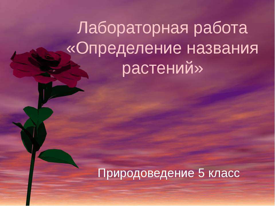 Определение названия растений - Скачать презентации бесплатно ☑ Презентации по предметам на gdz-books.ru