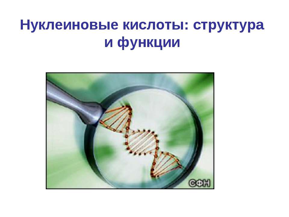 Нуклеиновые кислоты: структура и функции  - Скачать презентации бесплатно | Читать или скачать учебники для школы онлайн бесплатно ☑ Школьные учебники school-textbook.com