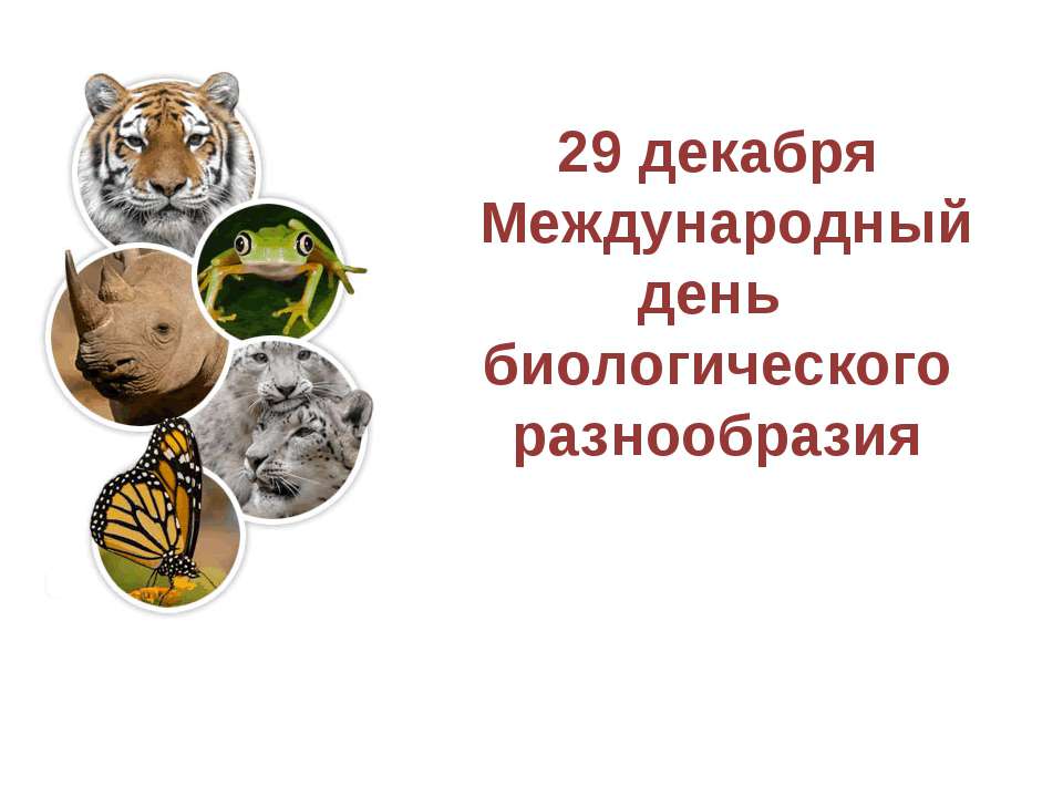 29 декабря - Международный день биологического разнообразия  - Скачать презентации бесплатно | Читать или скачать учебники для школы онлайн бесплатно ☑ Школьные учебники school-textbook.com