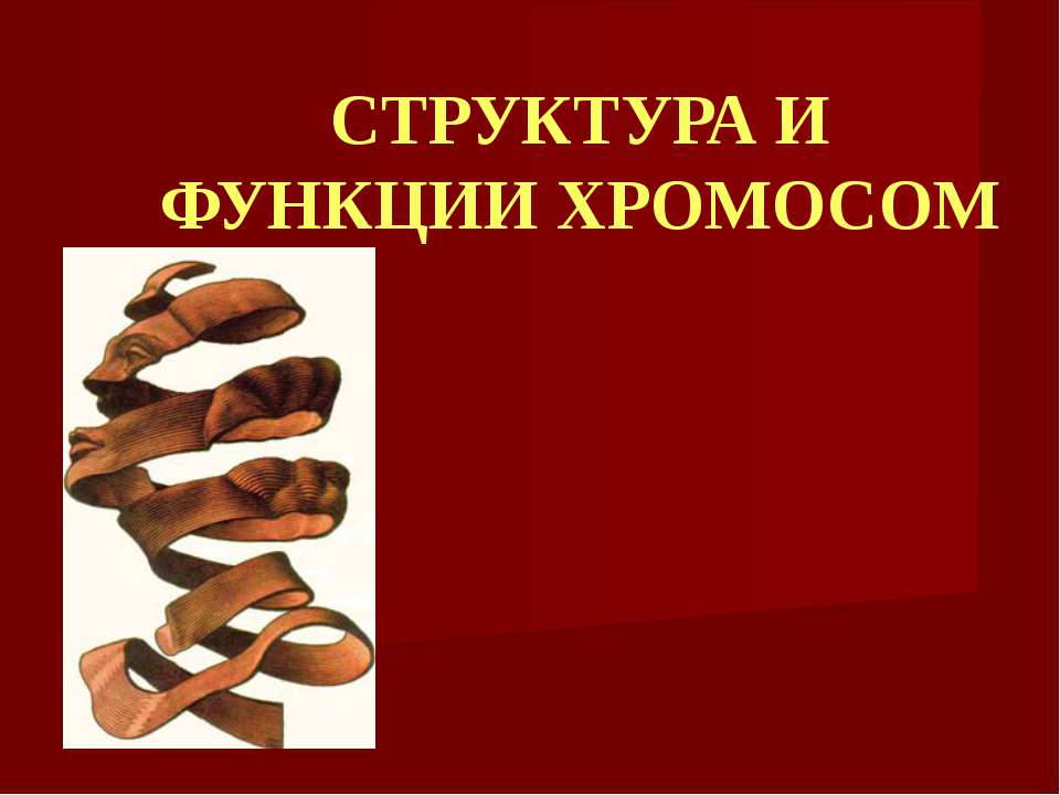 Структура и функции хромосом  - Скачать презентации бесплатно | Читать или скачать учебники для школы онлайн бесплатно ☑ Школьные учебники school-textbook.com