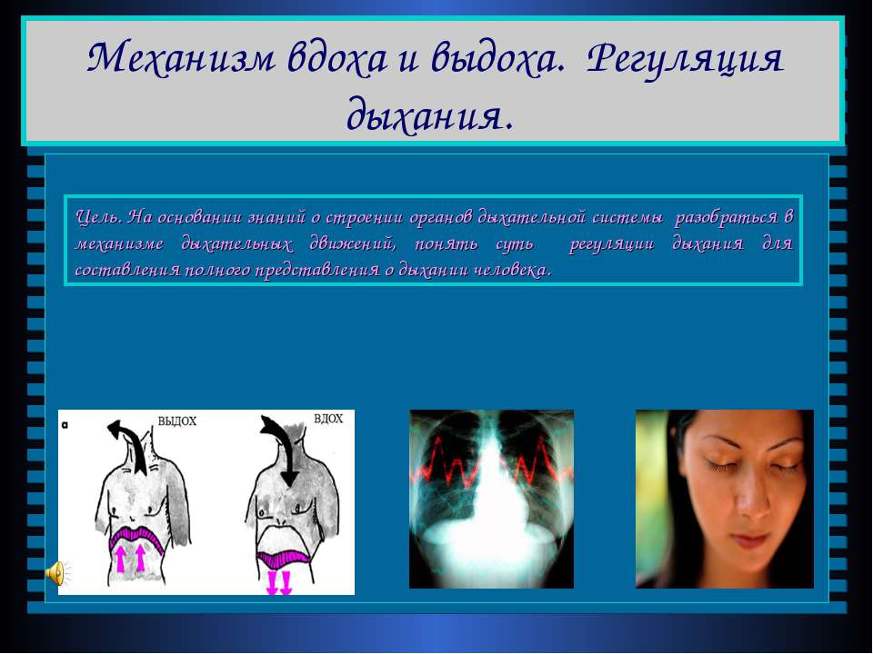 Механизм вдоха и выдоха. Регуляция дыхания  - Скачать презентации бесплатно | Читать или скачать учебники для школы онлайн бесплатно ☑ Школьные учебники school-textbook.com