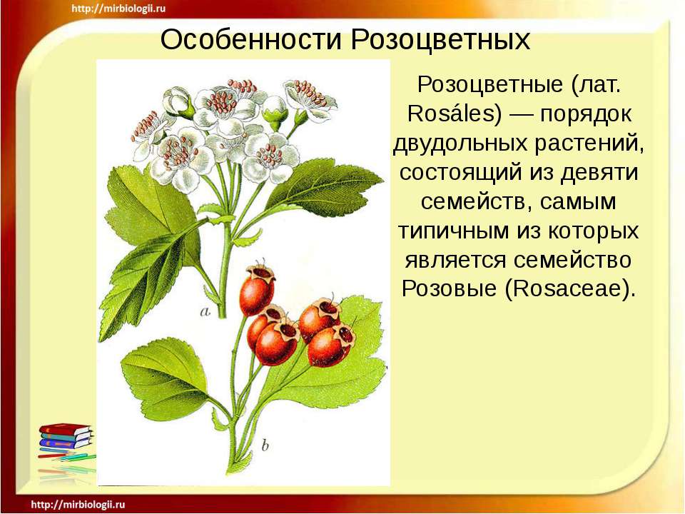 Особенности Розоцветных  - Скачать презентации бесплатно | Читать или скачать учебники для школы онлайн бесплатно ☑ Школьные учебники school-textbook.com
