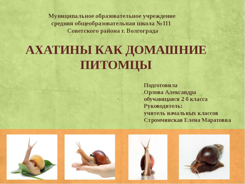 Ахатины как домашние питомцы  - Скачать презентации бесплатно | Читать или скачать учебники для школы онлайн бесплатно ☑ Школьные учебники school-textbook.com