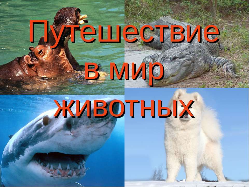 Путешествие в мир животных - Скачать презентации бесплатно ☑ Презентации по предметам на gdz-books.ru