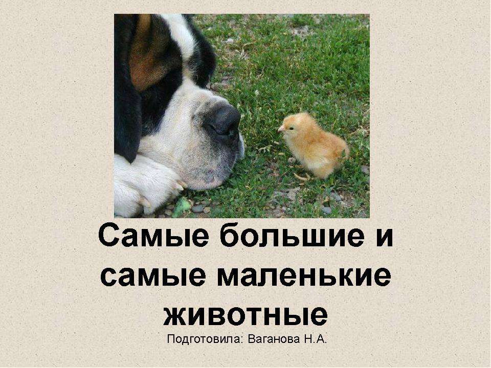 Самые большие и самые маленькие животные - Скачать презентации бесплатно ☑ Презентации по предметам на gdz-books.ru