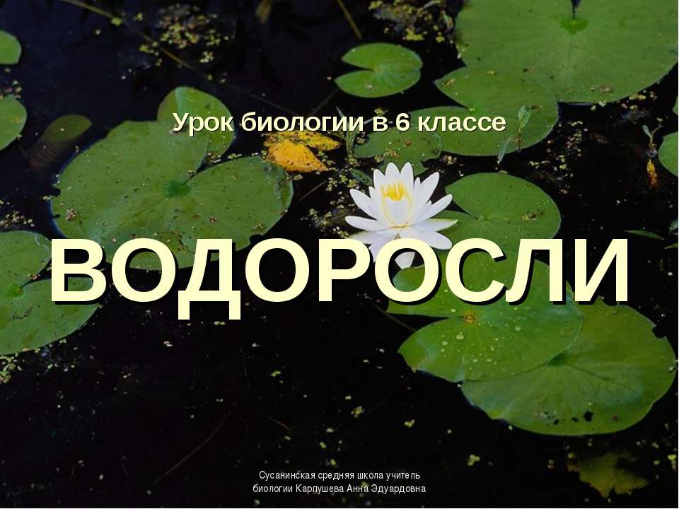 Водоросли  - Скачать презентации бесплатно | Читать или скачать учебники для школы онлайн бесплатно ☑ Школьные учебники school-textbook.com