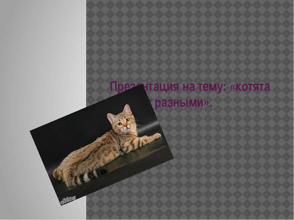 Породы кошек  - Скачать презентации бесплатно | Читать или скачать учебники для школы онлайн бесплатно ☑ Школьные учебники school-textbook.com