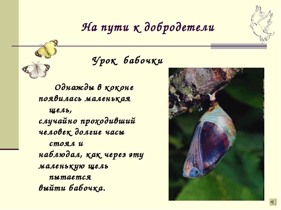 Урок бабочки - Скачать презентации бесплатно ☑ Презентации по предметам на gdz-books.ru