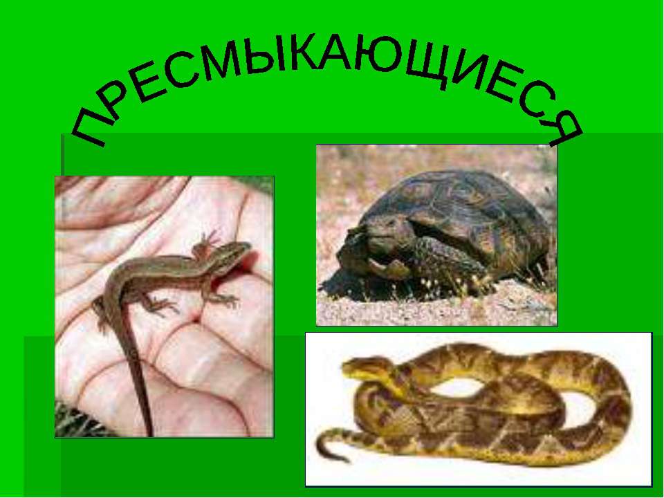 урок окружающего мира в 3 классе  - Скачать презентации бесплатно | Читать или скачать учебники для школы онлайн бесплатно ☑ Школьные учебники school-textbook.com