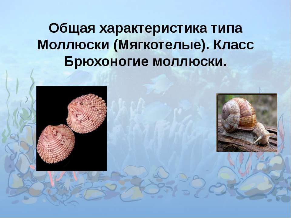 Общая характеристика типа Моллюски (Мягкотелые). Класс Брюхоногие моллюски  - Скачать презентации бесплатно | Читать или скачать учебники для школы онлайн бесплатно ☑ Школьные учебники school-textbook.com