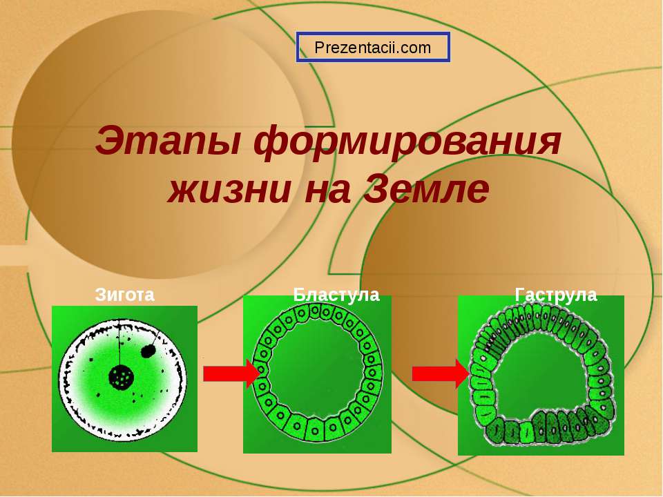 Этапы формирования жизни на Земле  - Скачать презентации бесплатно | Читать или скачать учебники для школы онлайн бесплатно ☑ Школьные учебники school-textbook.com