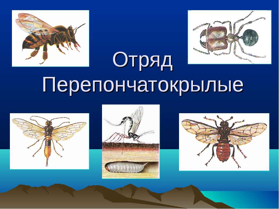 Отряд Перепончатокрылые  - Скачать презентации бесплатно | Читать или скачать учебники для школы онлайн бесплатно ☑ Школьные учебники school-textbook.com