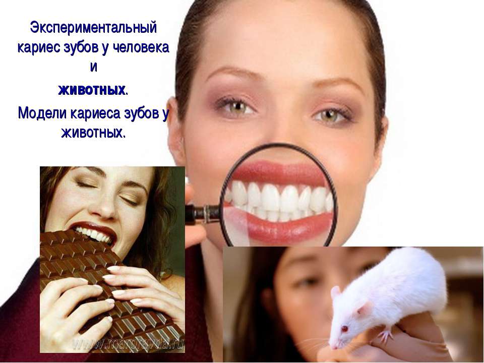 Экспериментальный кариес зубов у человека и животных. Модели кариеса зубов у животных  - Скачать презентации бесплатно | Читать или скачать учебники для школы онлайн бесплатно ☑ Школьные учебники school-textbook.com