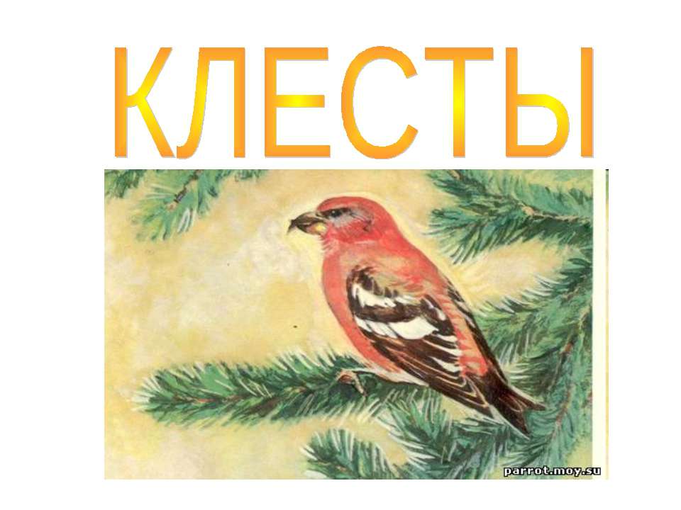 Клесты - Скачать презентации бесплатно ☑ Презентации по предметам на gdz-books.ru