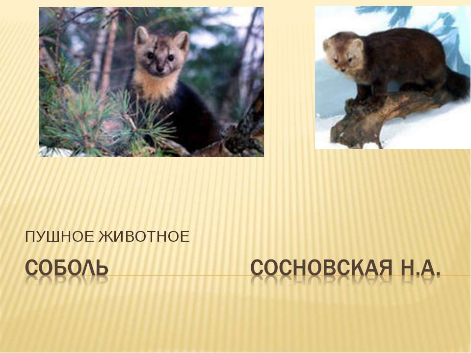 Пушное животное Соболь - Скачать презентации бесплатно ☑ Презентации по предметам на gdz-books.ru