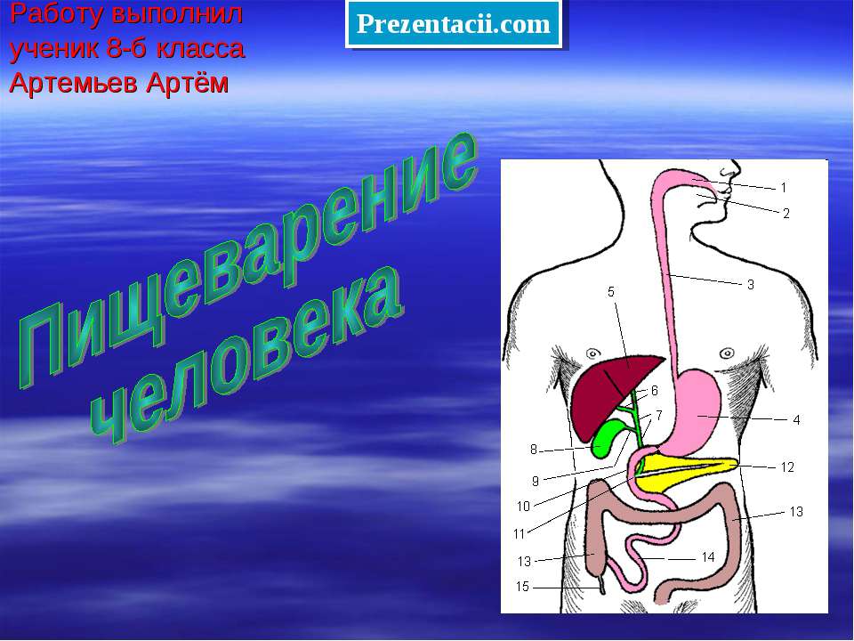 Пищеварение человека - Скачать презентации бесплатно ☑ Презентации по предметам на gdz-books.ru