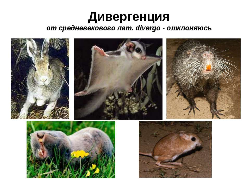 Дивергенция - Скачать презентации бесплатно ☑ Презентации по предметам на gdz-books.ru