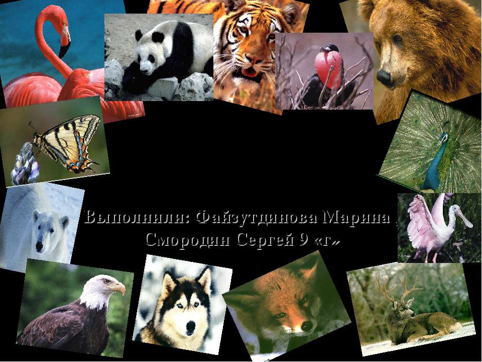 На грани вымирания - Скачать презентации бесплатно ☑ Презентации по предметам на gdz-books.ru