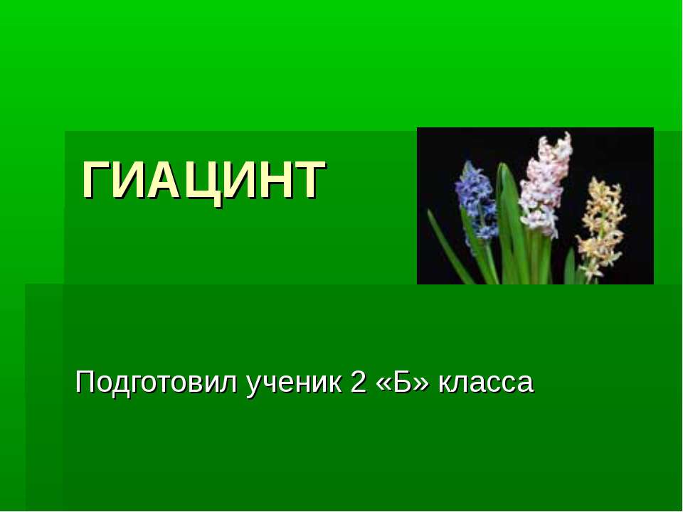 Гиацинт - Скачать презентации бесплатно ☑ Презентации по предметам на gdz-books.ru