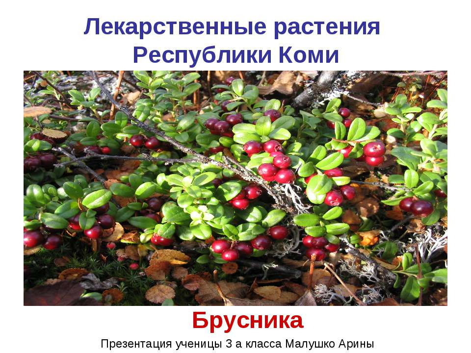 Лекарственные растения Республики Коми  - Скачать презентации бесплатно | Читать или скачать учебники для школы онлайн бесплатно ☑ Школьные учебники school-textbook.com