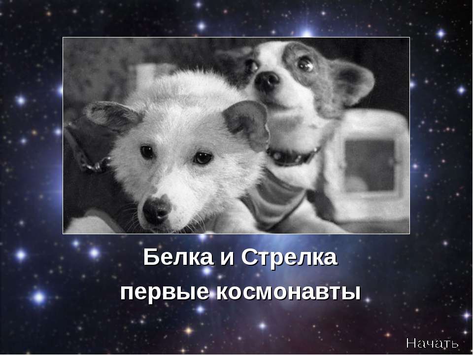 Белка и Стрелка первые космонавты  - Скачать презентации бесплатно | Читать или скачать учебники для школы онлайн бесплатно ☑ Школьные учебники school-textbook.com